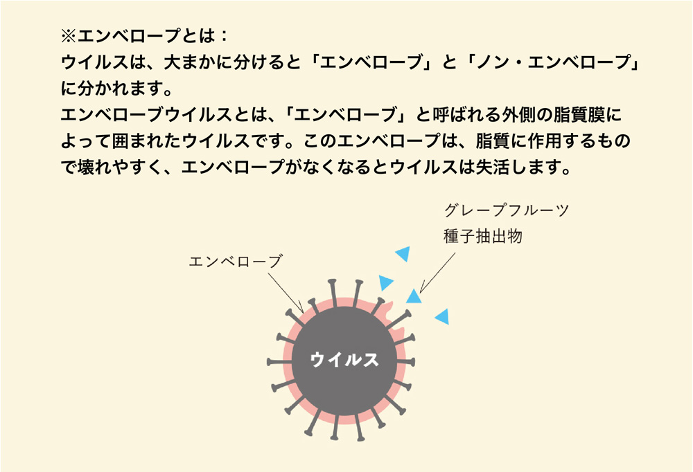 エンベロープとは：ウィルスは、大まかに分けると「エンベロープ」と「ノン・エンベロープ」に分かれます。エンベロープウィルスとは、「エンベロープ」と呼ばれる外側の脂質膜によって囲まれたウィルスです。このエンベロープは、脂質に作用するもので壊れやすく、エンベロープがなくなるとウィルスは失活します。